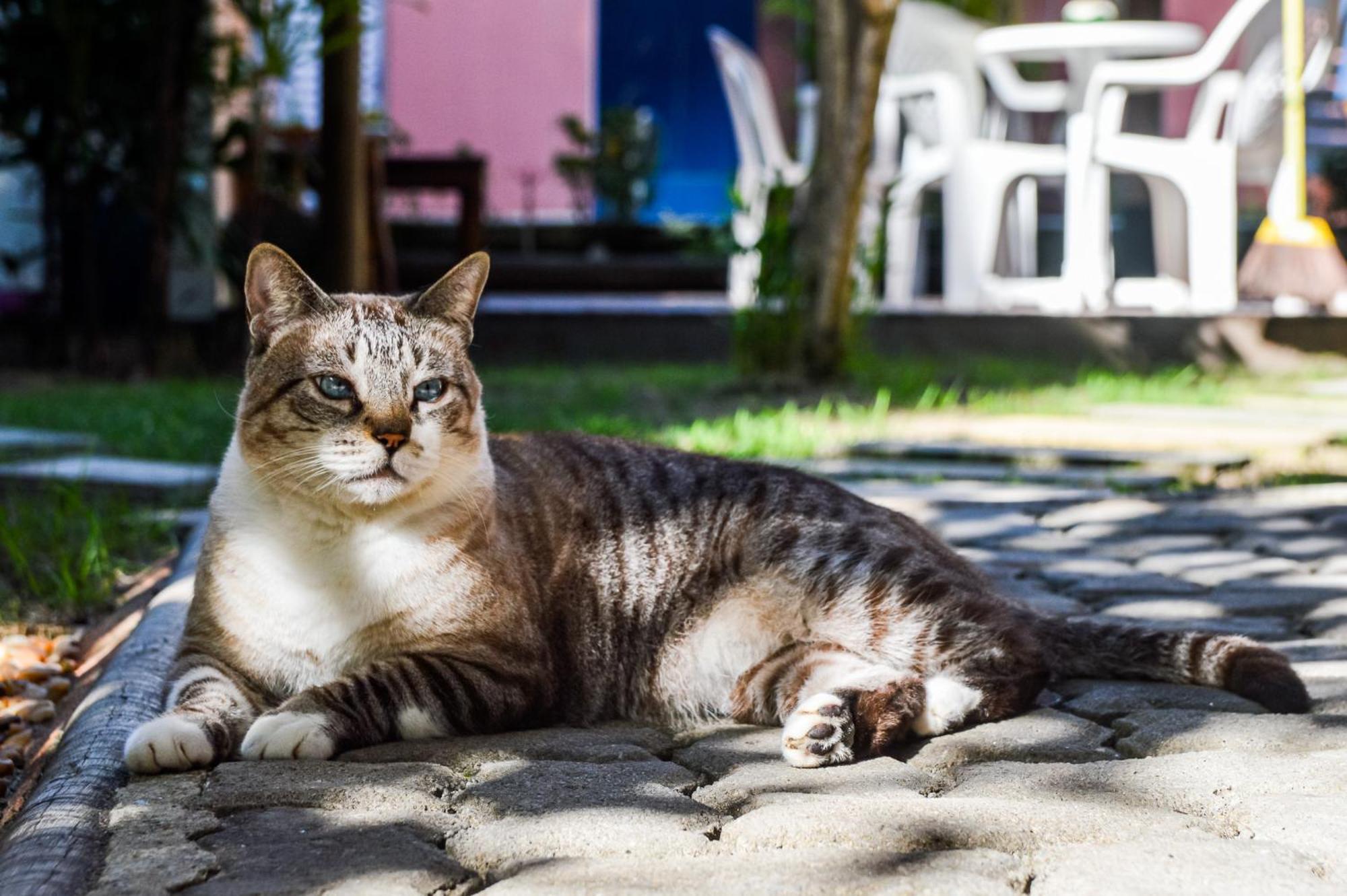 Morena Jambo Porto Seguro Dış mekan fotoğraf